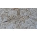 Kristallbrosche Brosche mit Kristalle in aus 800 Silber Vogel Antik Broschen