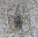 Hals Kette Collier mit Granat Granate in 800 er Silber Tracht antik 60 cm