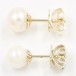 Ohrstecker 585 14 Kt Gold mit Perlen Pearl Perl Ohrringe Damen Stecker