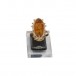 Ring mit Bernstein in 583 Gold 14 kt. Damen Gr. 55 Sammlerstück